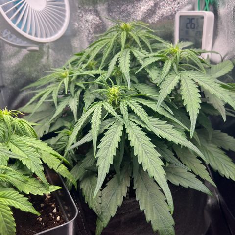 Mimi growlog timeline photo