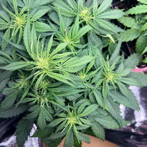 Mimi growlog timeline photo