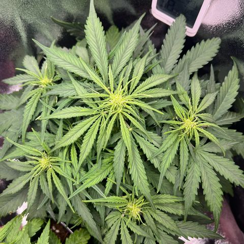 Mimi growlog timeline photo