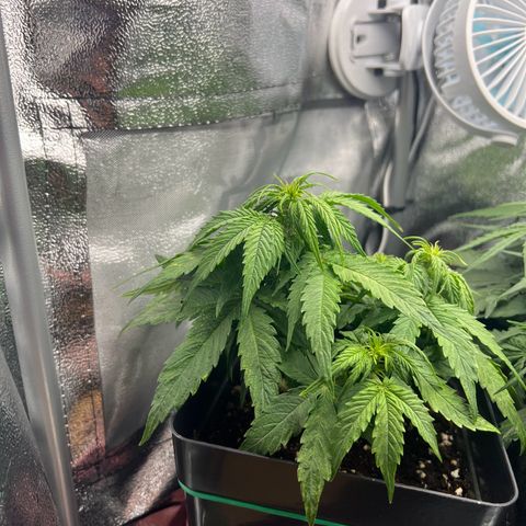 Beryl growlog timeline photo