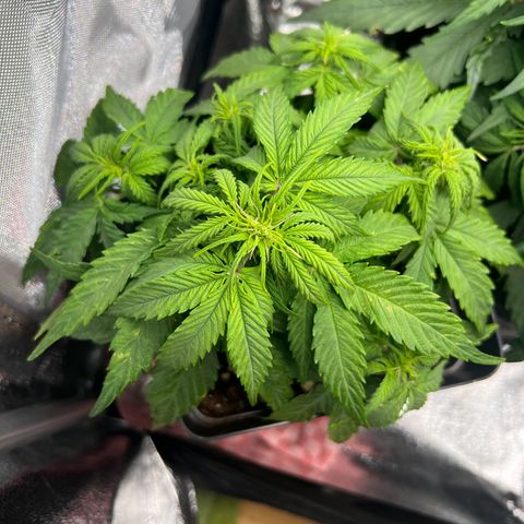 Beryl growlog timeline photo