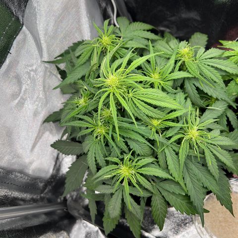 Mimi growlog timeline photo