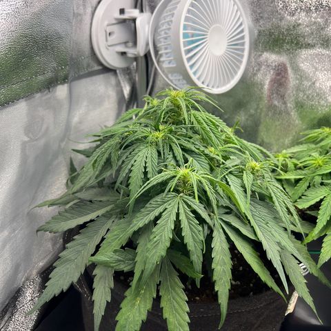 Mimi growlog timeline photo