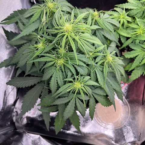 Mimi growlog timeline photo