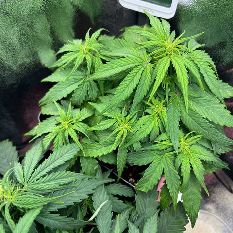 Beryl growlog timeline photo
