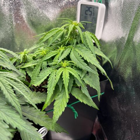 Beryl growlog timeline photo