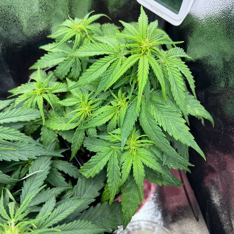 Beryl growlog timeline photo