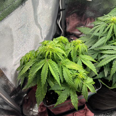 Beryl growlog timeline photo