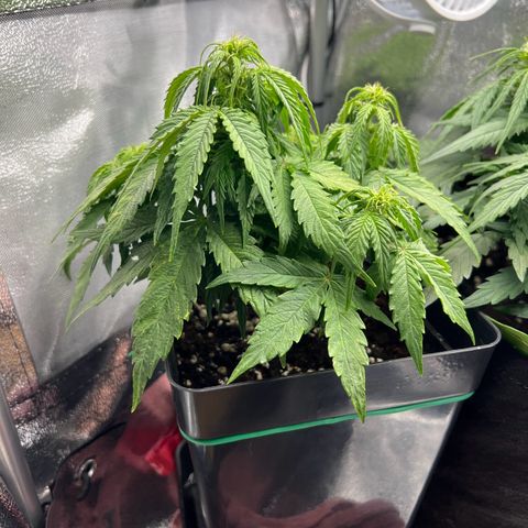 Beryl growlog timeline photo
