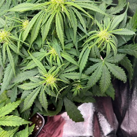 Mimi growlog timeline photo