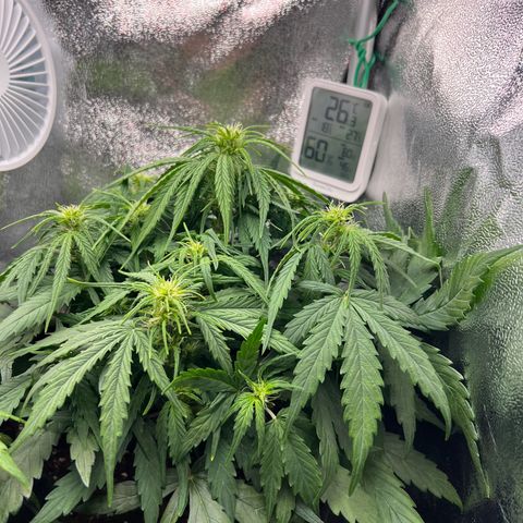 Mimi growlog timeline photo