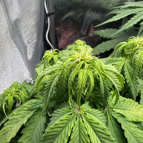 Beryl growlog photo: 20:00