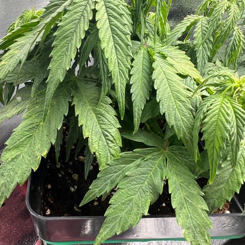 Beryl growlog photo: 20:00