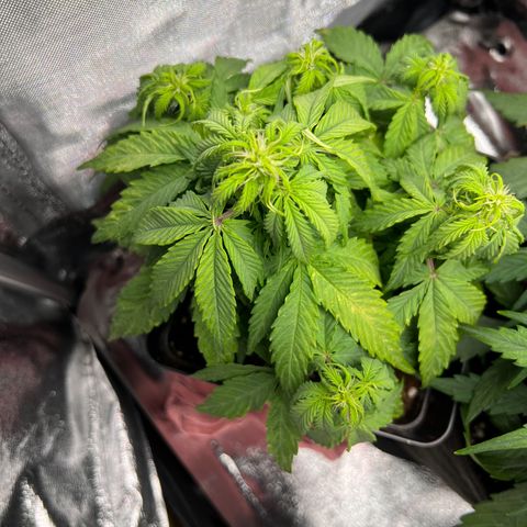 Beryl growlog photo: 20:00