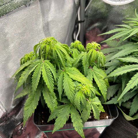 Beryl growlog photo: 20:00