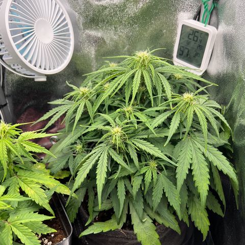 Mimi growlog timeline photo