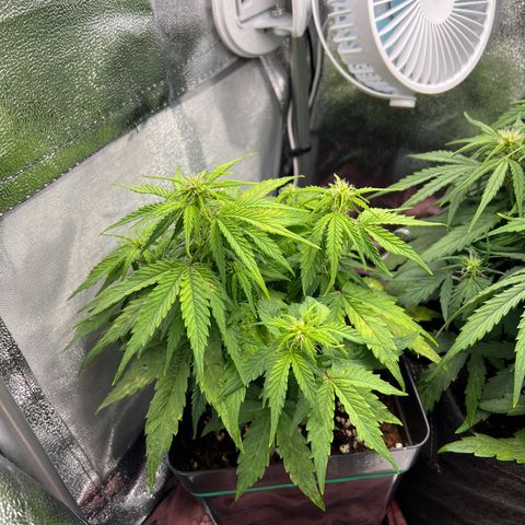 Beryl growlog timeline photo