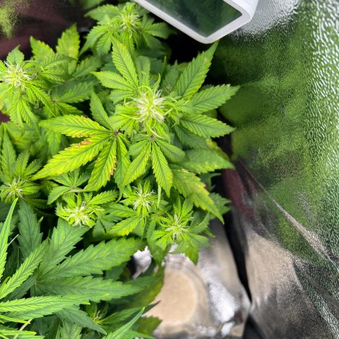 Beryl growlog timeline photo