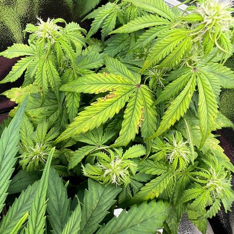 Beryl growlog timeline photo