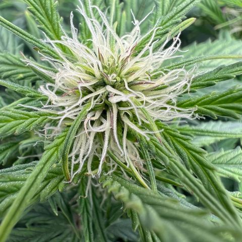 Mimi growlog timeline photo