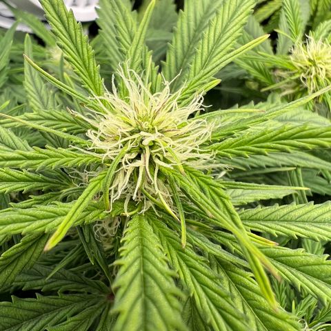 Mimi growlog timeline photo