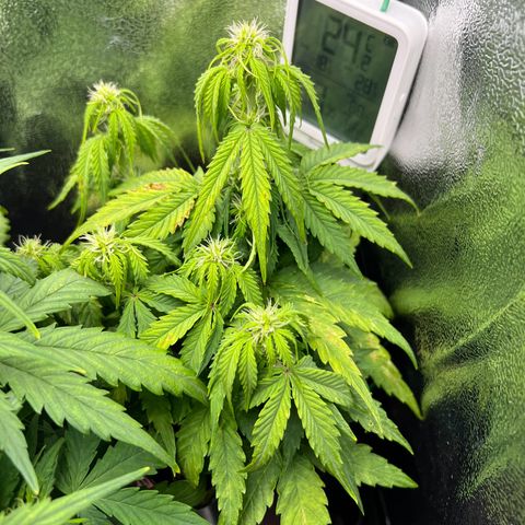 Beryl growlog timeline photo
