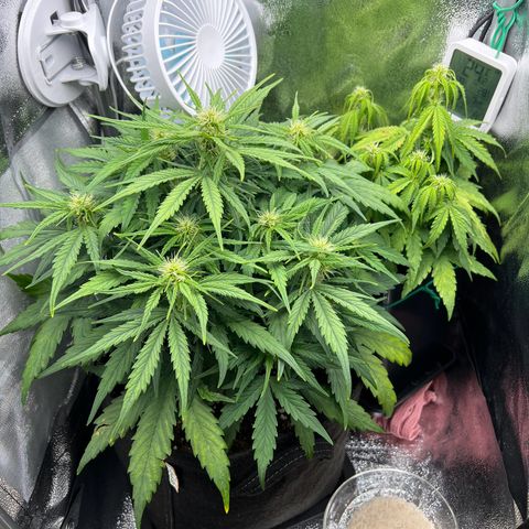 Mimi growlog timeline photo