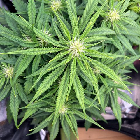 Mimi growlog timeline photo