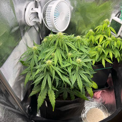 Mimi growlog timeline photo