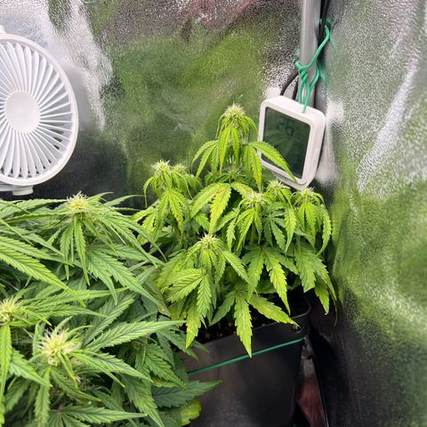 Beryl growlog timeline photo