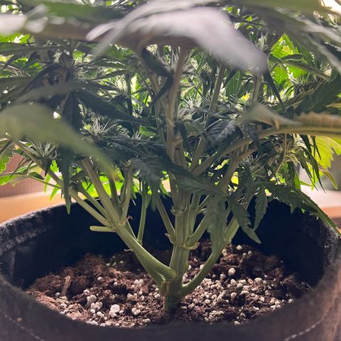 Mimi growlog timeline photo