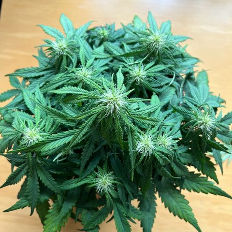 Mimi growlog timeline photo