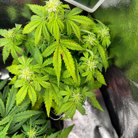 Beryl growlog timeline photo