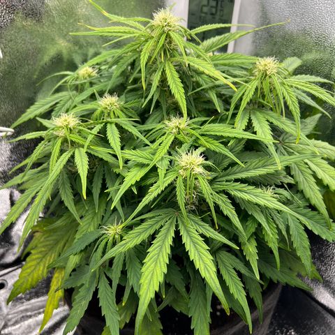 Mimi growlog timeline photo
