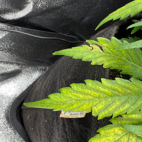Mimi growlog timeline photo