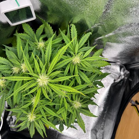 Mimi growlog timeline photo
