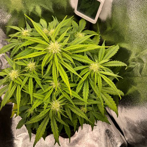 Mimi growlog timeline photo