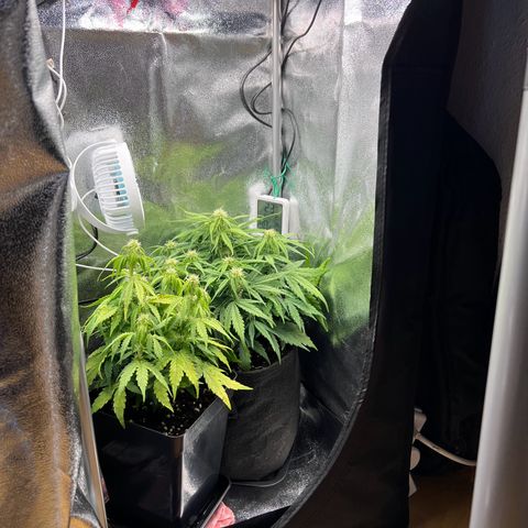 Mimi growlog timeline photo