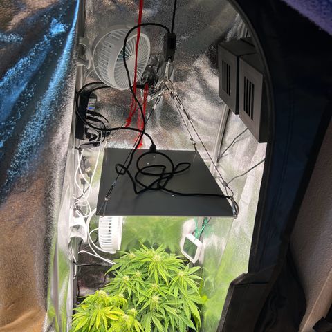 Mimi growlog timeline photo