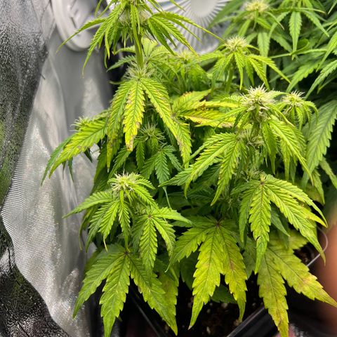Beryl growlog timeline photo