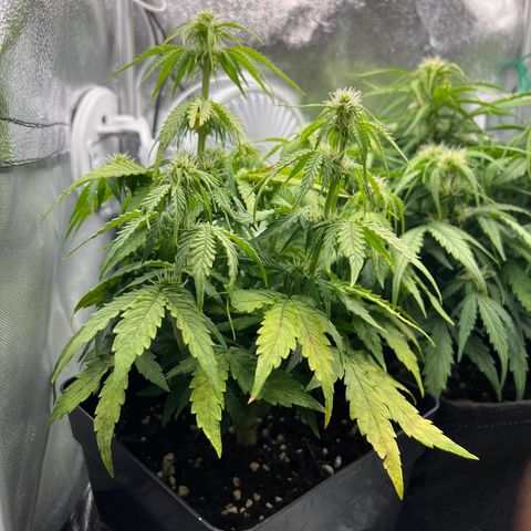 Beryl growlog timeline photo