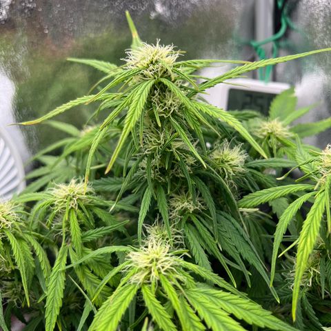 Mimi growlog photo: Some light defoliation 