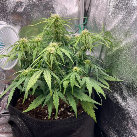 Mimi growlog photo: Some light defoliation 