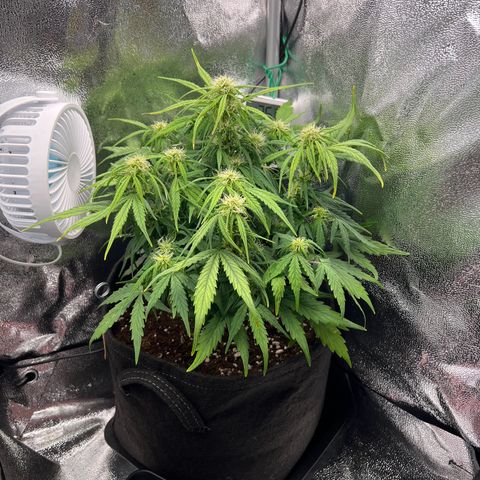 Mimi growlog photo: Some light defoliation 