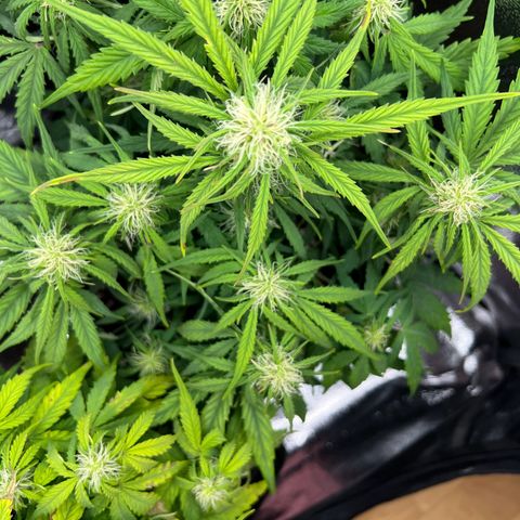 Mimi growlog photo: Some light defoliation 