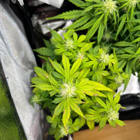 Beryl growlog timeline photo