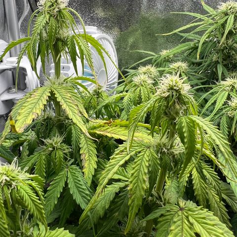 Beryl growlog timeline photo