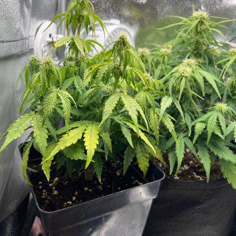 Beryl growlog timeline photo