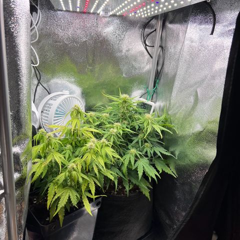Mimi growlog timeline photo