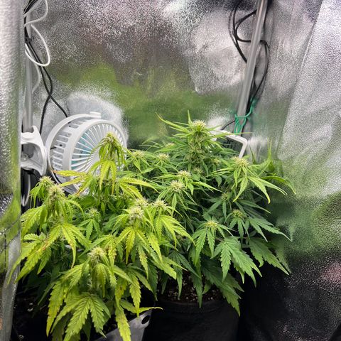 Mimi growlog timeline photo